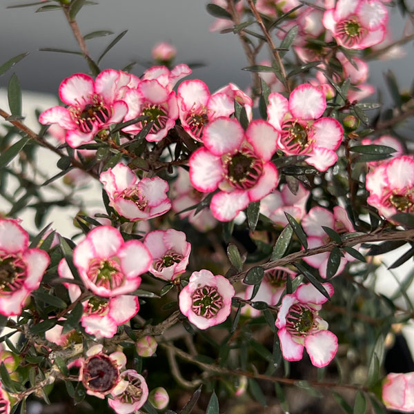 ギョリュウバイ：桃覆輪一重3.5号ポット