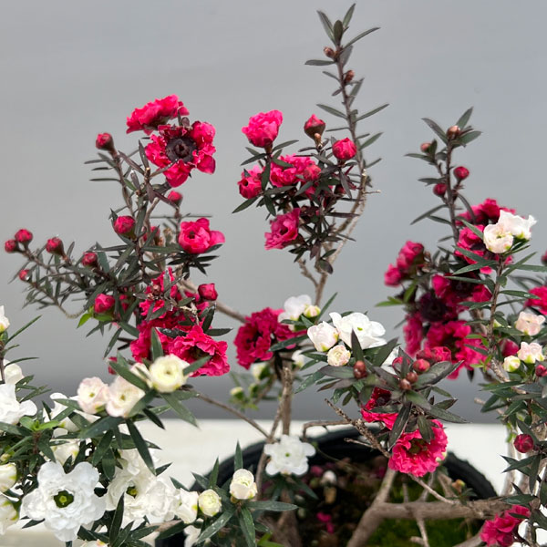 ギョリュウバイ：桃白八重（二色）3.5号ポット