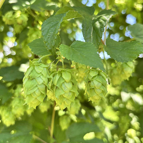 [26年4月上旬予約]ホップ（セイヨウカラハナソウ）カイコガネ（甲斐黄金）雌株3号ポット*