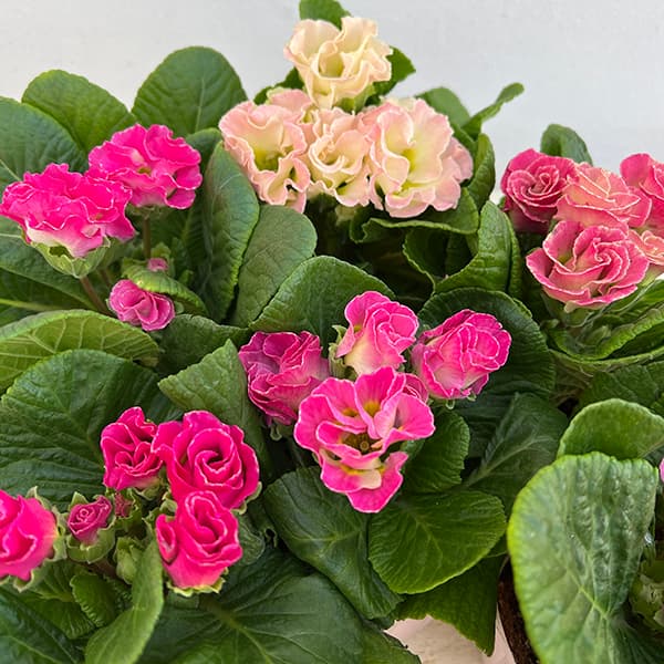 プリムラ：ポリアンサ　サクラサクラ4号鉢