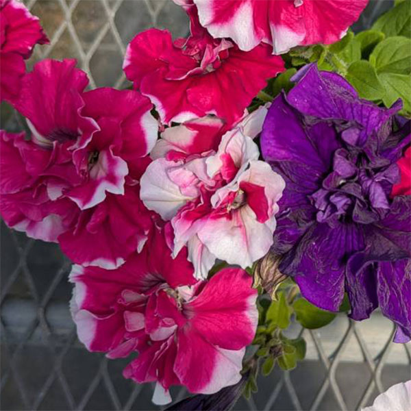 ペチュニア：デュオ3色植え（ローズ＆ホワイト/ブルー/ローズ）3.5号ポット