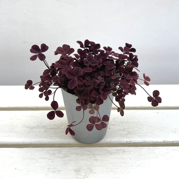 クローバー・ウィリアム2.5号ポット