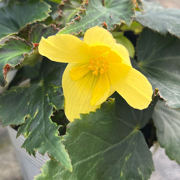 ベゴニア：ポッピングスター　イエロー3.5号ポット