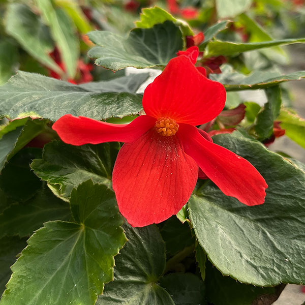 ベゴニア：ポッピングスター　レッド3.5号ポット