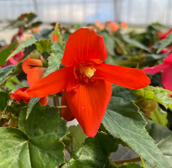 ベゴニア：ポッピングスター　オレンジ3.5号ポット