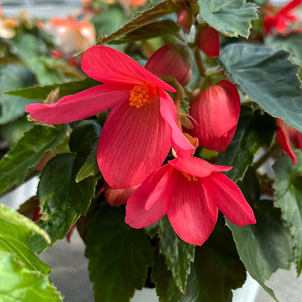 ベゴニア：ポッピングスター　ローズ3.5号ポット