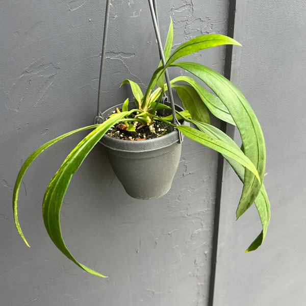 アンスリウム：ビッタリフォリウム （ちょっと斑入り）4号吊り鉢26-01