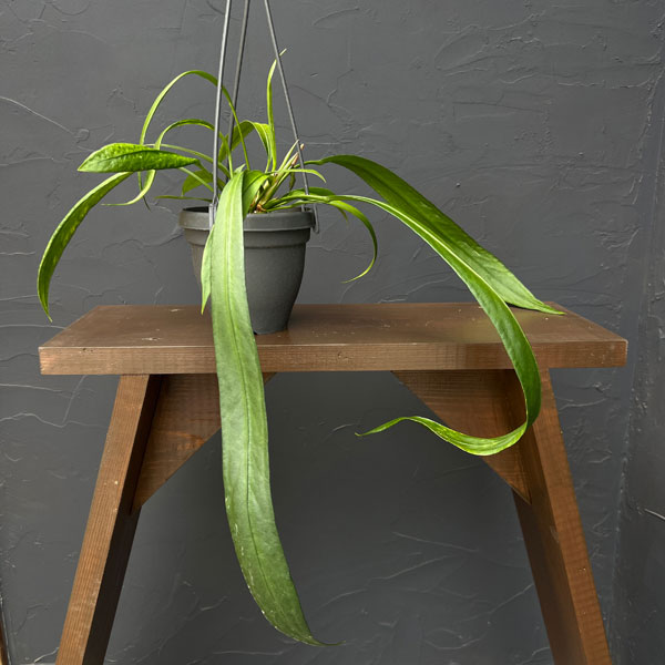 アンスリウム：ビッタリフォリウム （ちょっと斑入り）4号吊り鉢26-02