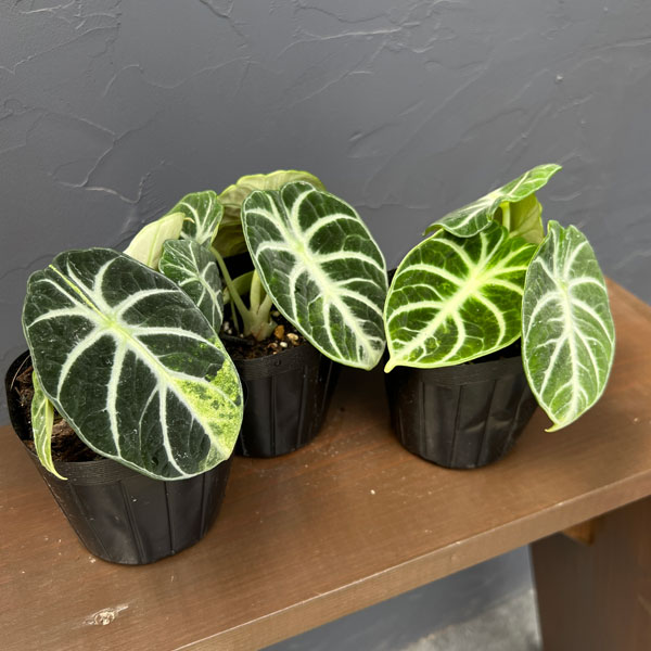 アロカシア：ニンジャ　ちょっと斑入り　3.5号ポット
