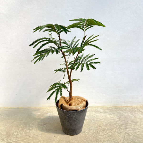 エバーフレッシュ（こだわりの曲がり仕立て）5号鉢植え　7号鉢カバー付き(アートストーン ラウンド グレー)*