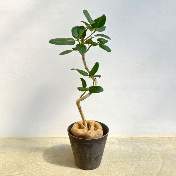 フィカス：ベンガレンシス　6号鉢植え　7鉢カバー付き(アートストーン ラウンド グレー)
