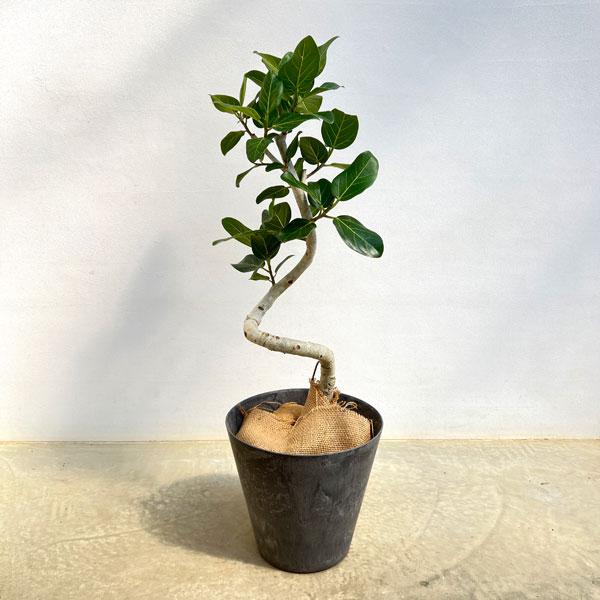 [送料無料]フィカス：ベンガレンシス（曲げ仕立て）7号鉢植え　10号鉢カバー付き(アートストーン ラウンド グレー)*　