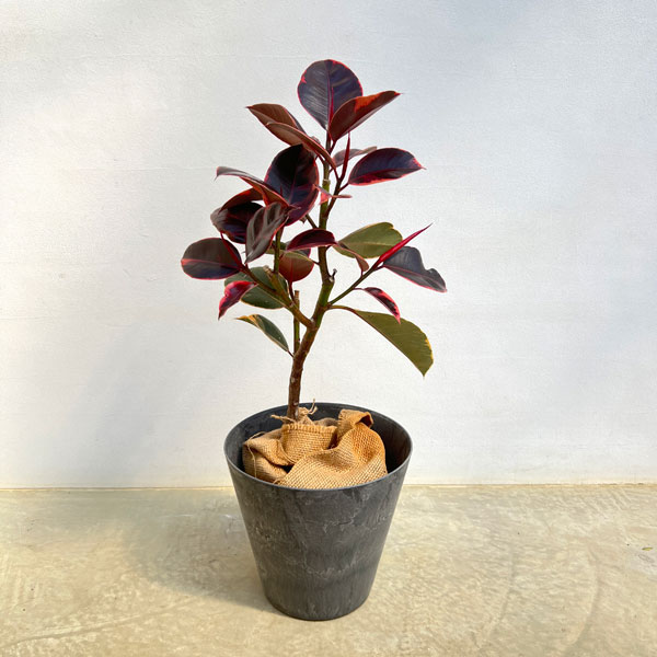 [送料無料]フィカス：エスティカルビー7号鉢植え　10鉢カバー付き(アートストーン ラウンド グレー)*