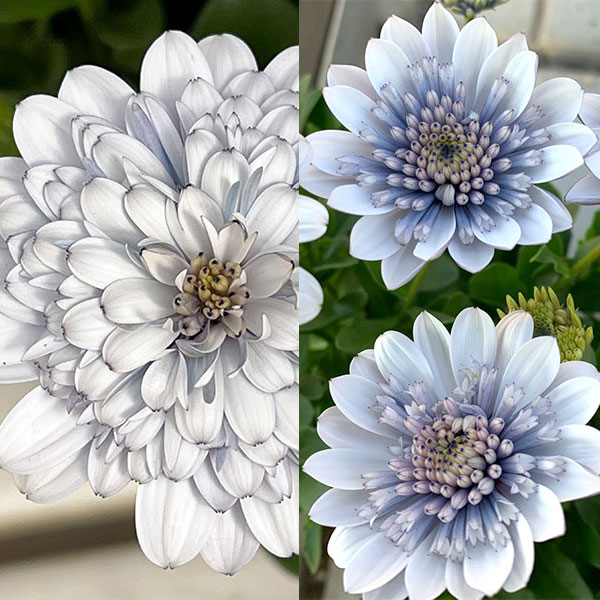 オステオスペルマム：シルバームーン＆シルバーナイト品種比べセット