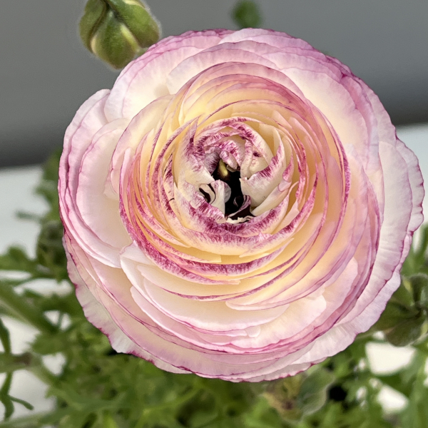 ラナンキュラス：ミスティ　ブルーピコティ4.5号ポット