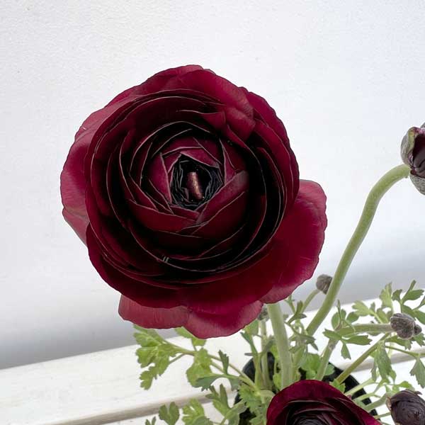 ラナンキュラス：エレガンス　ブラック4.5号ポット