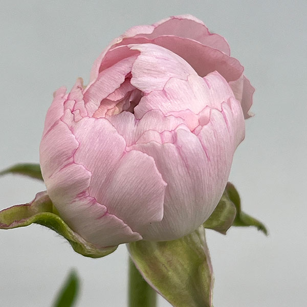 ラナンキュラス：エレガンス　ライトピンク4.5号