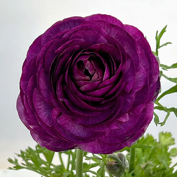 ラナンキュラス：アルペンフラワー西山さん切花選抜種　パープル4.5号ポット