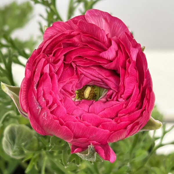 ラナンキュラス：アルペンフラワー西山さん切花選抜種　ピンクバイカラー4.5号ポット