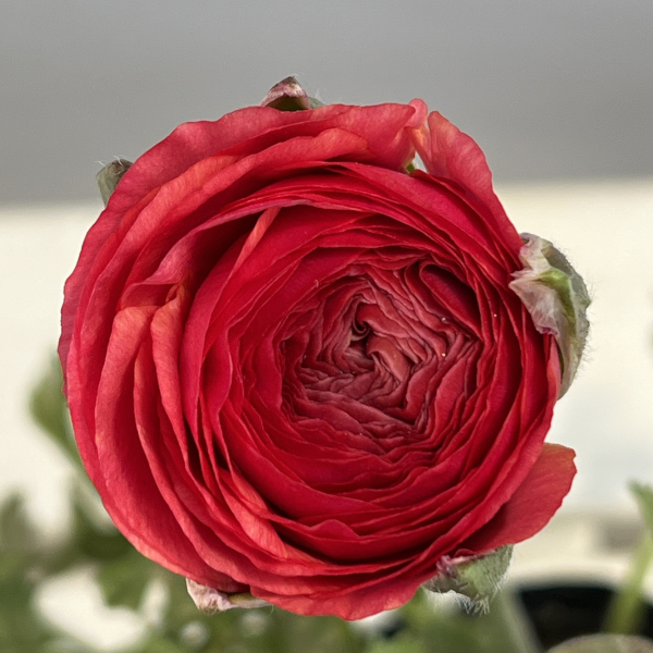 ラナンキュラス：アルペンフラワー西山さん切花選抜種　ピーチ4.5号ポット