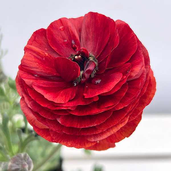 ラナンキュラス：アルペンフラワー西山さん切花選抜種　朱赤4.5号ポット