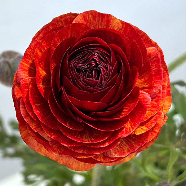 ラナンキュラス：アルペンフラワー西山さん切花選抜種　朱赤バイカラー4.5号ポット