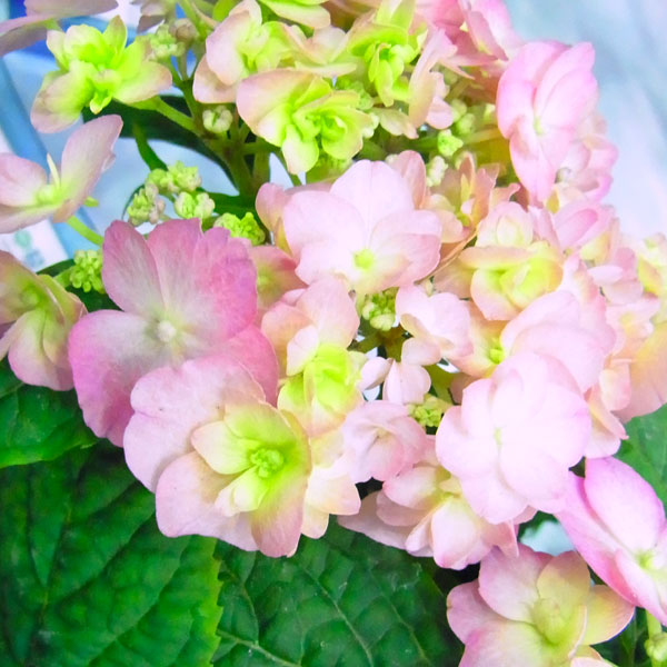 [春の鉢花予約]アジサイ：小さな愛 5号鉢植え