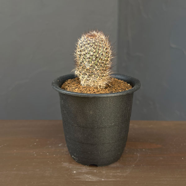 サボテン：レブチア　フルビセタ　3号鉢植え