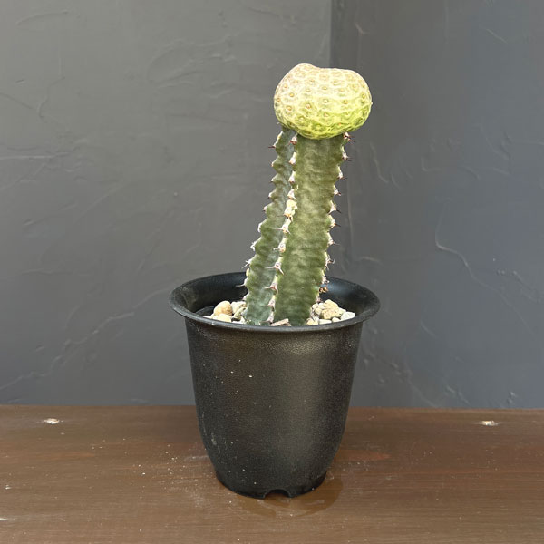 ユーフォルビア：ツルビニフォルミス（接ぎ木）4号鉢植え
