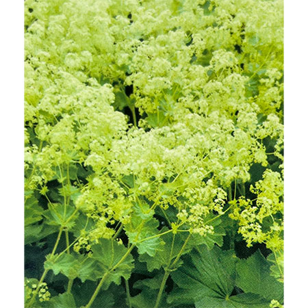 アルケミラ：モーリス　ロブスティカ3.5号ポット 3株セット