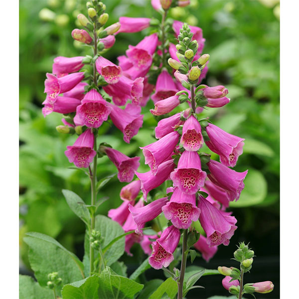 ジギタリス：フォクシービー　ダークレッド3.5号ポット 3株セット