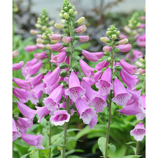 ジギタリス：フォクシービー　ピンク3.5号ポット 3株セット