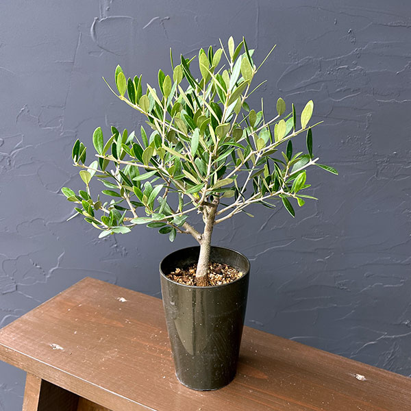 オリーブ：創樹さんのオリーブ　ネバティロブランコ　3号プラ鉢植え