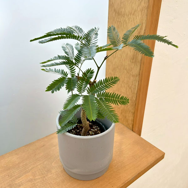 ネムノキ：エバーフレッシュ（実生株）　2.5号ポット　鉢カバー付き(SKステップH12：アッシュグレイ)*