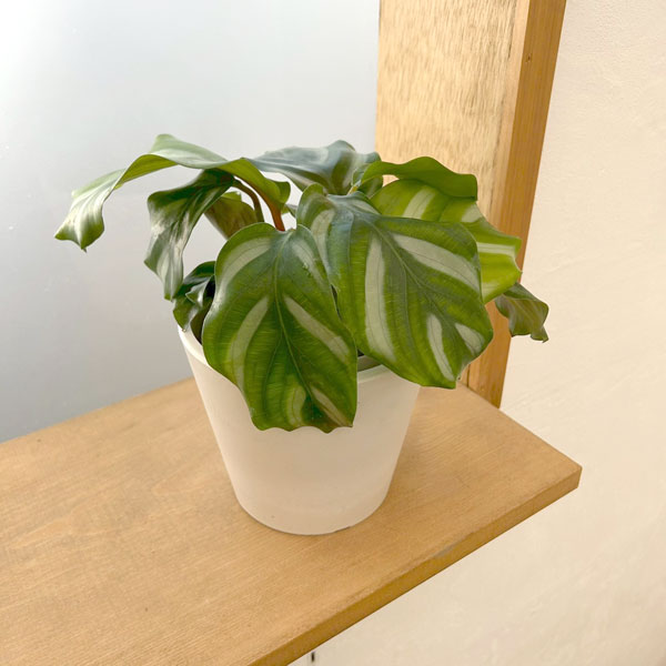 カラテア：ベサール　4号鉢入り　鉢カバー付き(樹脂製鉢カバー・シティローMホワイト)*