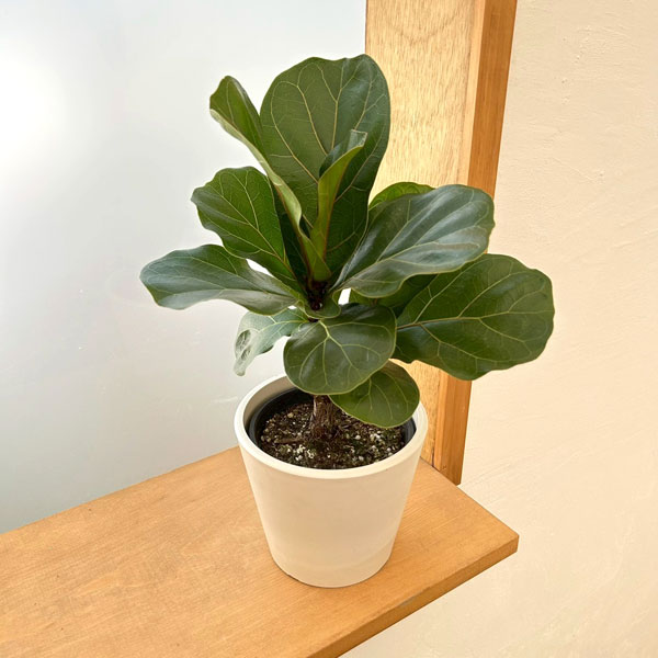 カシワバゴム：バンビーノ　3.5号硬質ポット　鉢カバー付き(樹脂製鉢カバー・シティローMホワイト)