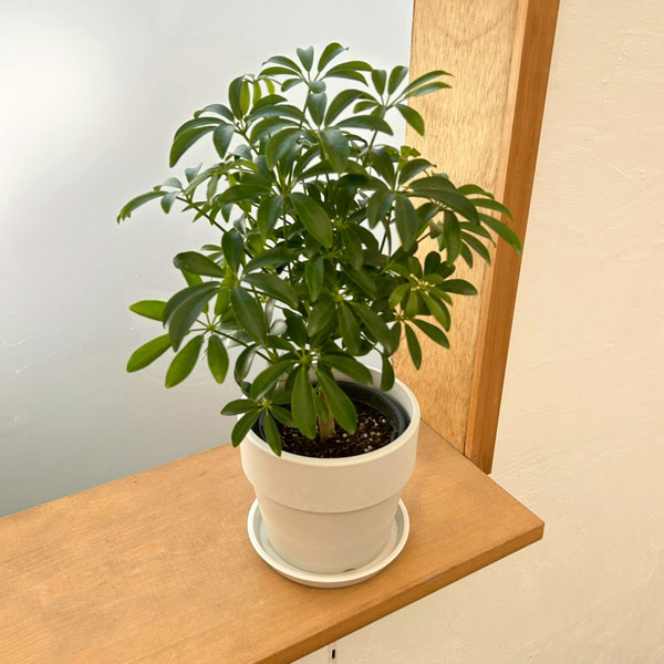 シェフレラ：コンパクタ　3.5号硬質ポット 鉢カバー付き(アーバンプランツポットソリッド　ミルク)