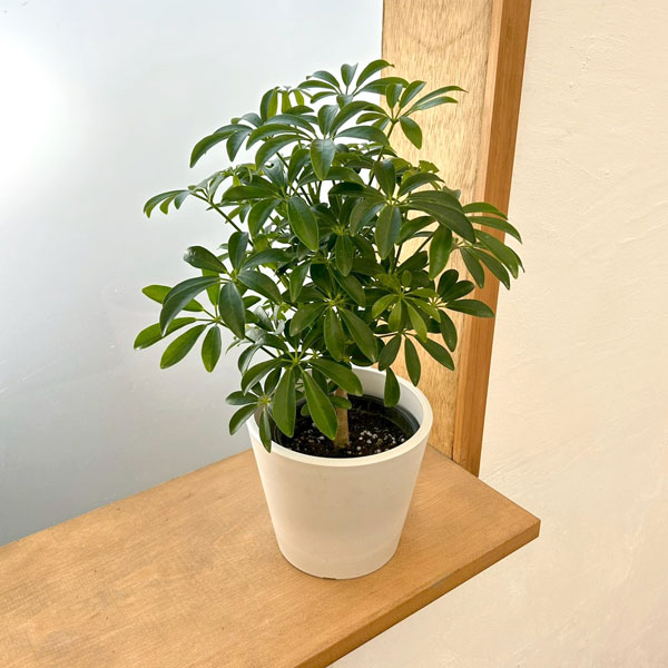 シェフレラ：コンパクタ　3.5号硬質ポット　鉢カバー付き(樹脂製鉢カバー・シティローMホワイト)