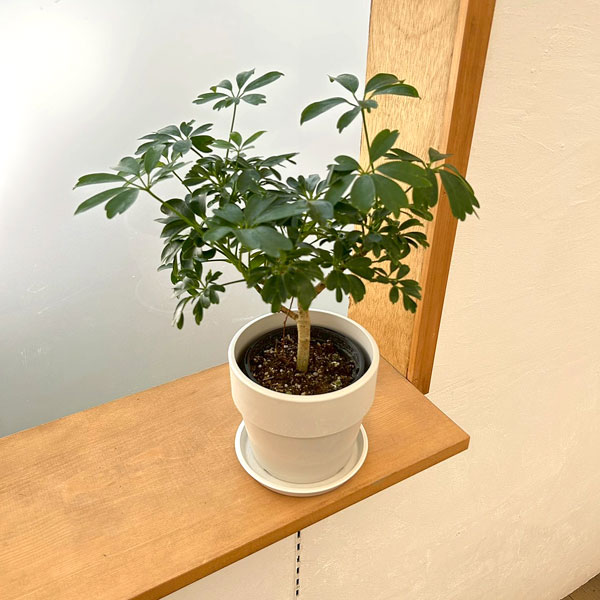 シェフレラ：レナータ　3.5号鉢植え　鉢カバー付き(アーバンプランツポットソリッド　ミルク)