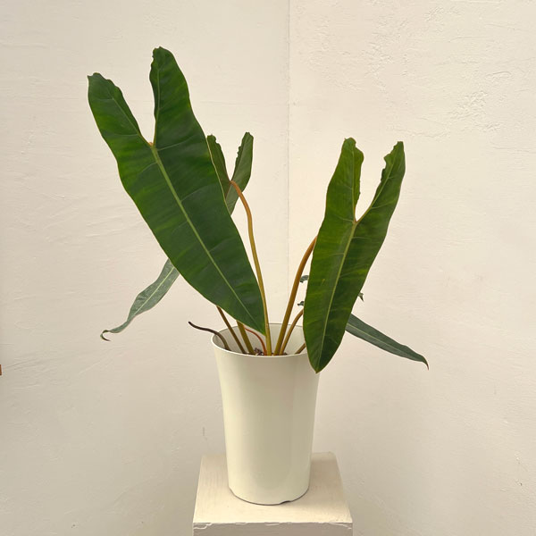 フィロデンドロン：ビレッティア　 7号鉢植え