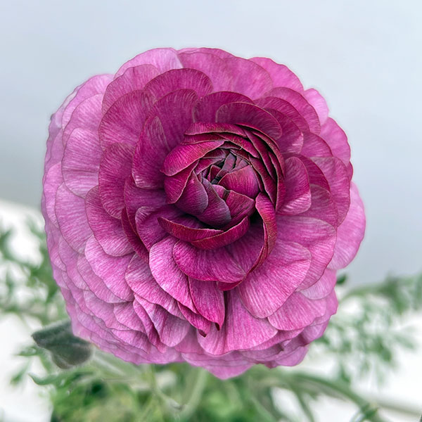 ラナンキュラス：アルペンフラワー西山さん切花選抜種　パープルバイカラー4.5号