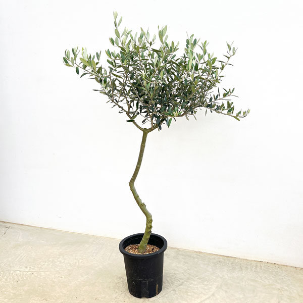 オリーブ：創樹さんのオリーブ　ルッカ　7号鉢植え