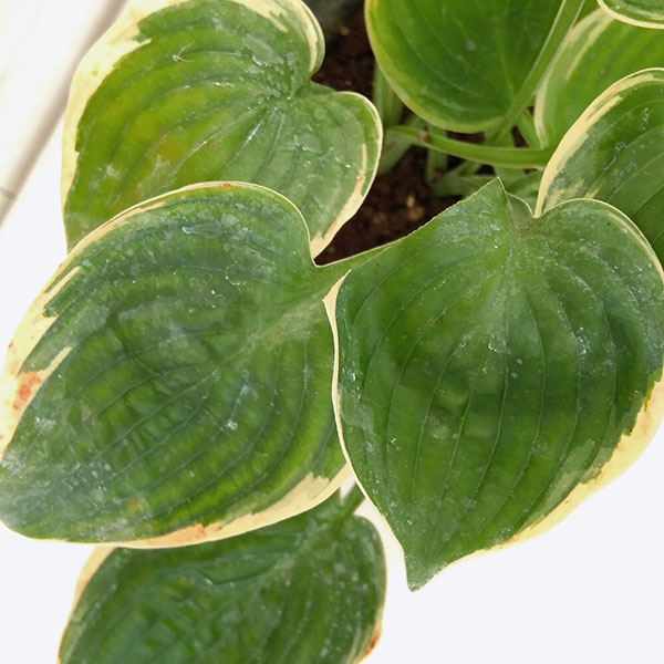 ギボウシ：ムーンリバー3号ポット