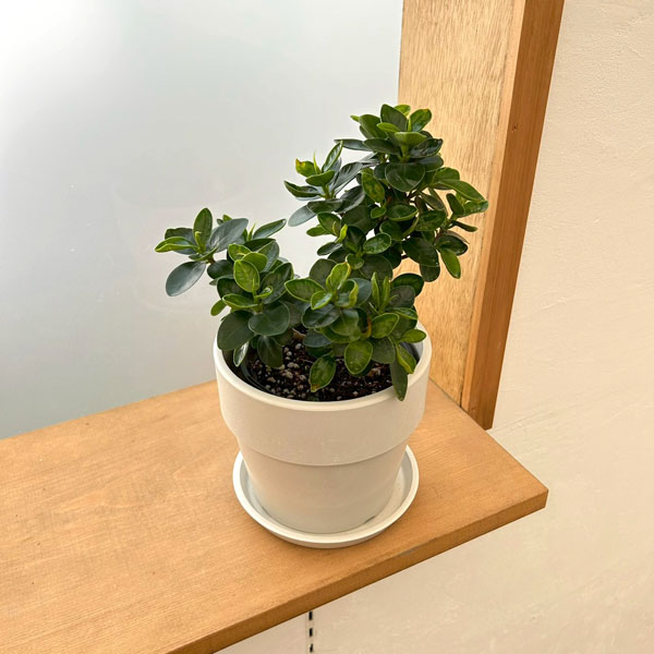 ガジュマル：じっくり育てたパンダガジュマル　3.5号ポット　鉢カバー付き(アーバンプランツポットソリッド　ミルク)