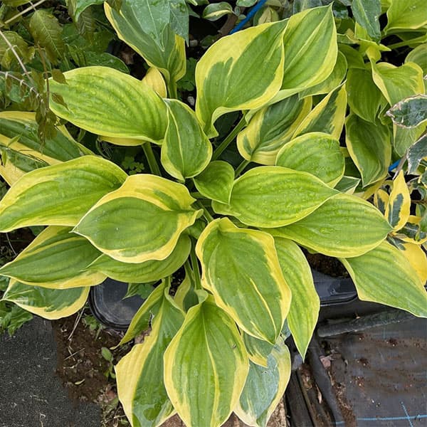 ギボウシ：ラストダンス3号ポット