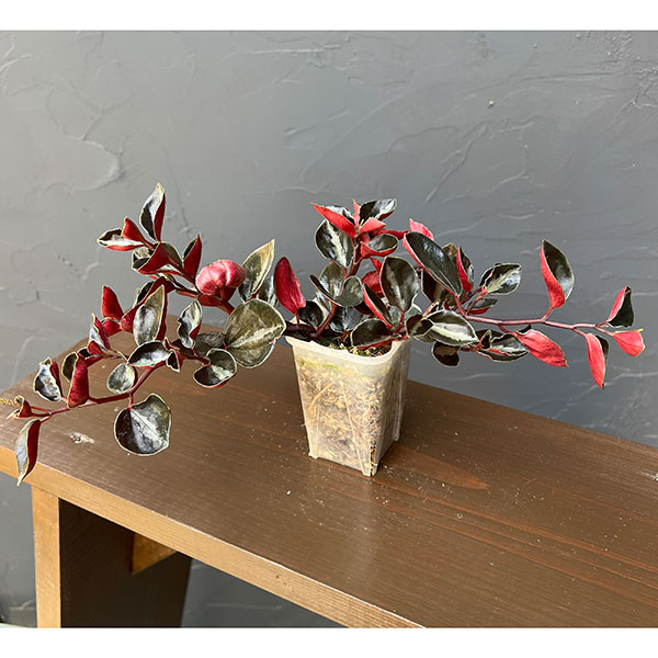 ぺぺロミア ：メタリカsp.　2.5号ポット26-01