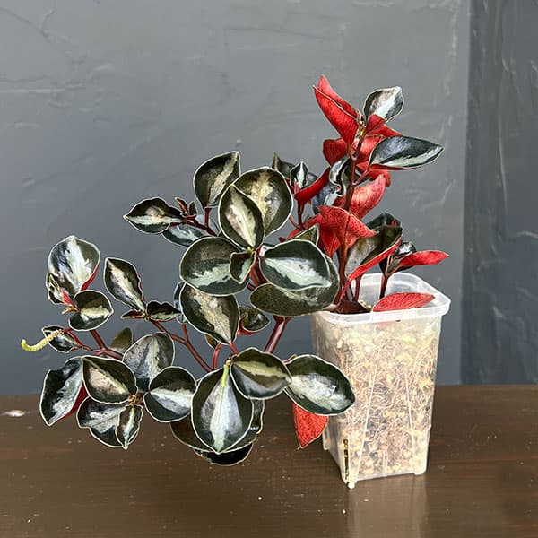 ぺぺロミア：メタリカsp.　2.5号ポット26-03