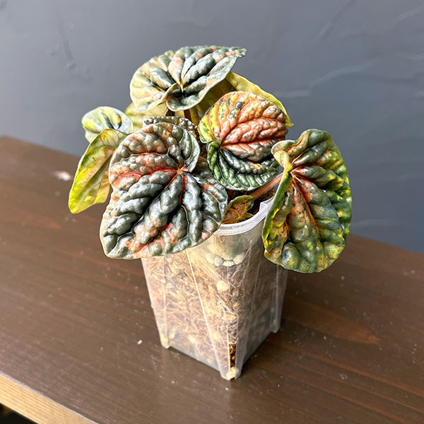 ぺぺロミア ：SANGO　2.5号ポット26-03