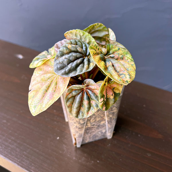 ぺぺロミア ：SANGO　2.5号ポット26-02