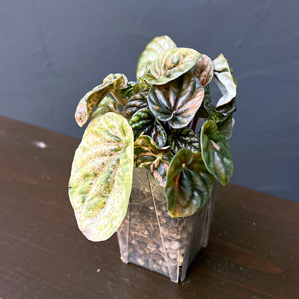 ぺぺロミア ：SANGO　2.5号ポット26-01